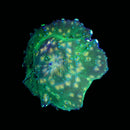 RF Goldflake Discosoma Mushroom