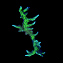 RF Green Birdsnest (Seriotopora hystrix)