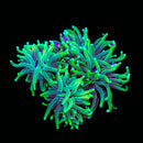 RF Grim Reaper Torch (Euphyllia glabrescens) - WYSIWYG