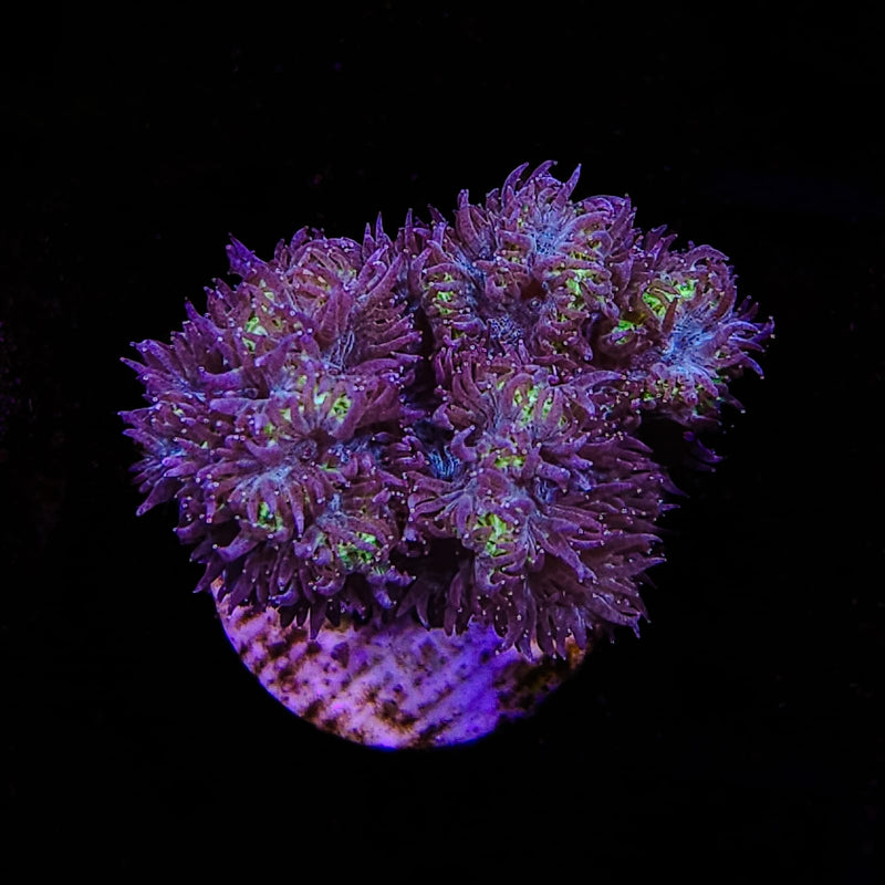 RF Hybrid Hydnophora