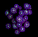 RF Ice Phantom Zoa - AED 35 Per Head