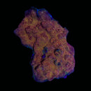 RF Iron Nerve Chalice