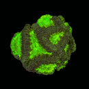 RF Jack Nut Blasto Merletti - WYSIWYG