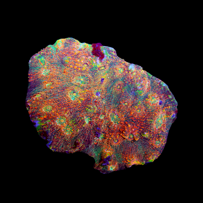 RF King Crayon Chalice