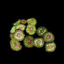 RF Knuckle Cracker Palythoa - AED 125 Per Polyp