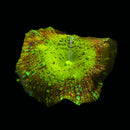 RF Lightning Leopard Discosoma