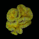 RF Limeade Pizza Anemone