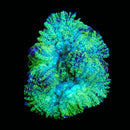 RF Marigold Mushroom