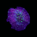 RF Morgana Discosoma