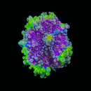 RF Nebula Bloom Yuma