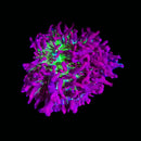 RF Neon Mystic Magic Carpet