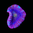 RF Neon Nerves Acan Bowerbanki (WYSIWYG)