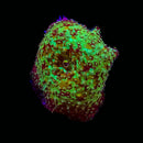 RF Neptune Bounce Discosoma