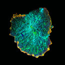 RF Ninja Turtle Rhodactis