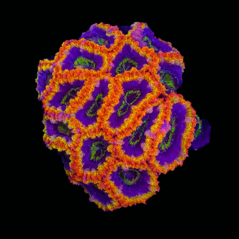 RF Northern Lights - AED 250 / Head