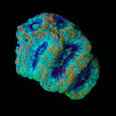 RF Nuclear Catastrophe Acan Lord - AED 100 Per Head