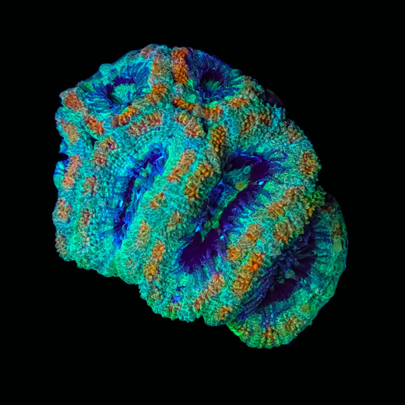 RF Nuclear Catastrophe Acan Lord - AED 100 Per Head