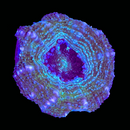 RF Peachy Rainbow Acan Bowerbanki (WYSIWYG)