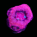 RF Pink Blossom Acan Bowerbanki (WYSIWYG)