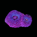 RF Pink Blossom Acan Bowerbanki (WYSIWYG)