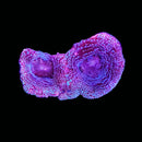 RF Pink Blossom Acan Bowerbanki (WYSIWYG)