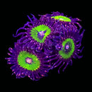 RF Pink Krakatoa - 1 Polyp