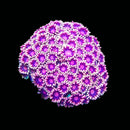 RF Pink Princess Goniopora - Frag