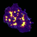 RF Purple Blaze Pectinia (Pectinia alcicornis) - WYSIWYG