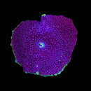 RF Purple Singularity Discosoma Mushroom