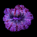 RF Purple Thunder Acanthophyllia