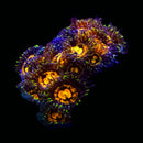 RF Rainbow Incinerator - 1 Polyp