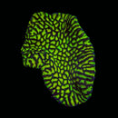 Rainbow Maze Brain - WYSIWYG