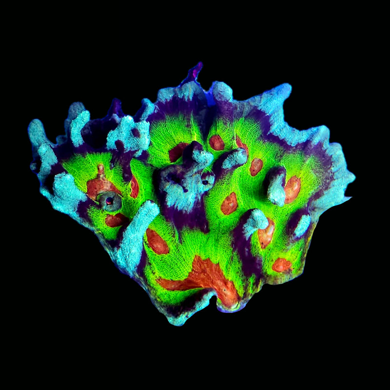 RF Rainbow Stinger Pectinia (Pectinia alcicornis) - WYSIWYG