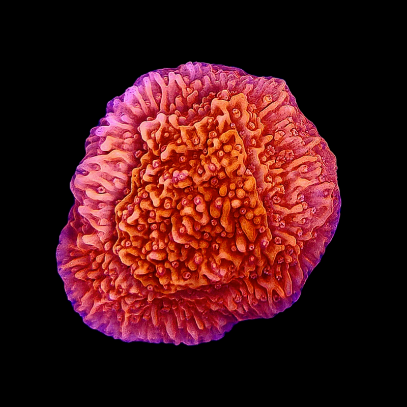 RF Red Montipora foliosa