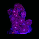 RF Red People Eater Zoanthids - AED 35 Per Polyp