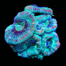 RF Reverse Prism Acan Lord - AED 125 Per Head