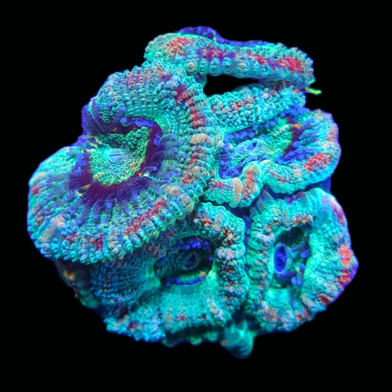 RF Reverse Prism Acan Lord - AED 125 Per Head