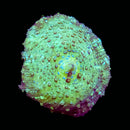 RF Spotted Watermelon Discosoma Mushroom