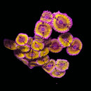 RF Stratocaster Zoanthids - AED 650 Per Polyp