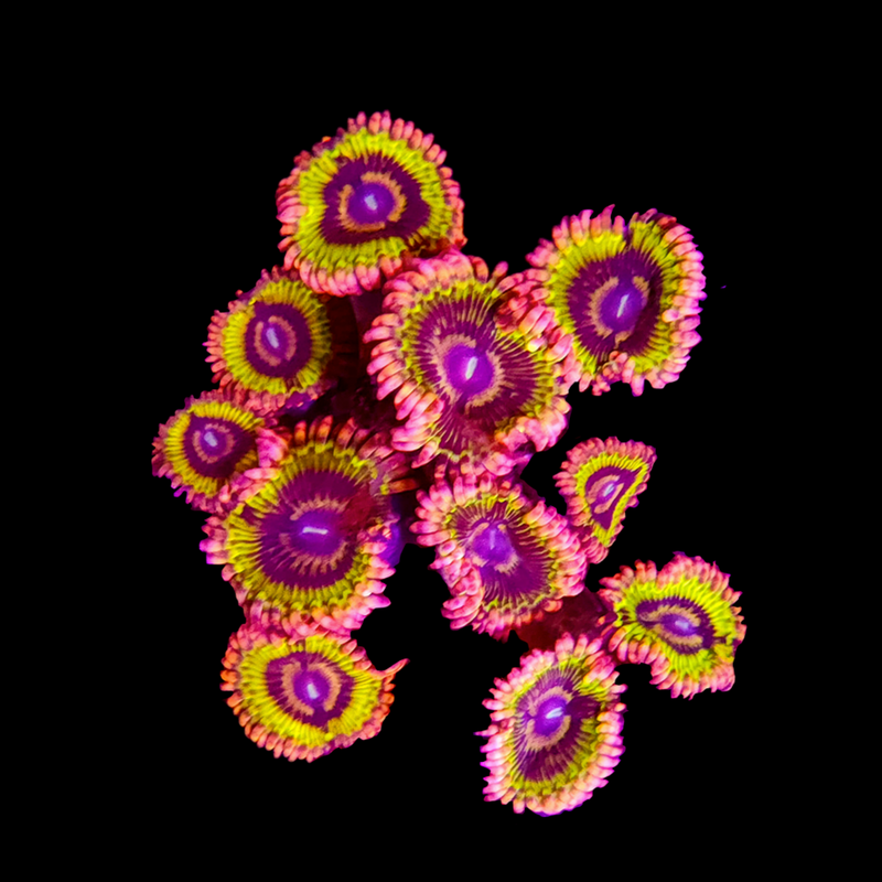 RF Stratocaster Zoanthids - AED 85 Per Polyp