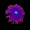 RF Suckup Zoanthids - AED 250 Per Polyp