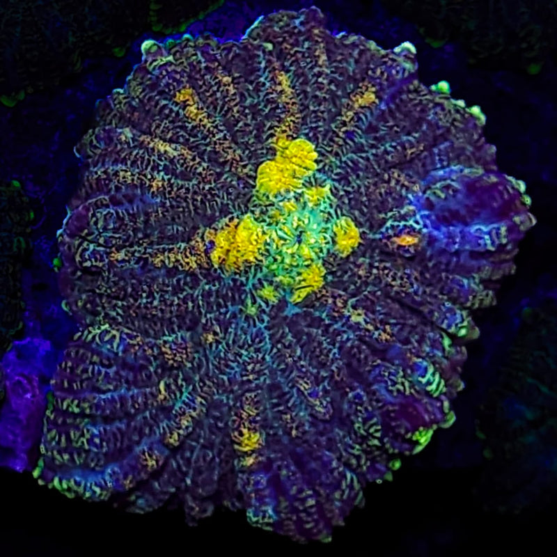 RF Sunburn Rhodactis