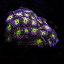 RF Super Nova Zoanthid - AED 30 Per Polyp