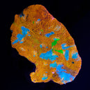 RF Tangerine Dream Chalice - WYSIWYG