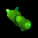 RF Toxic Green Staghorn