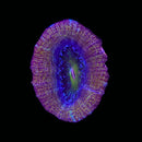 RF Treasure Chest Acan Bowerbanki (WYSIWYG)