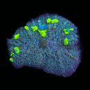 RF Tritum Bounce Mushroom