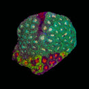 RF Ultra Grafted Rainbow Favia - WYSIWYG