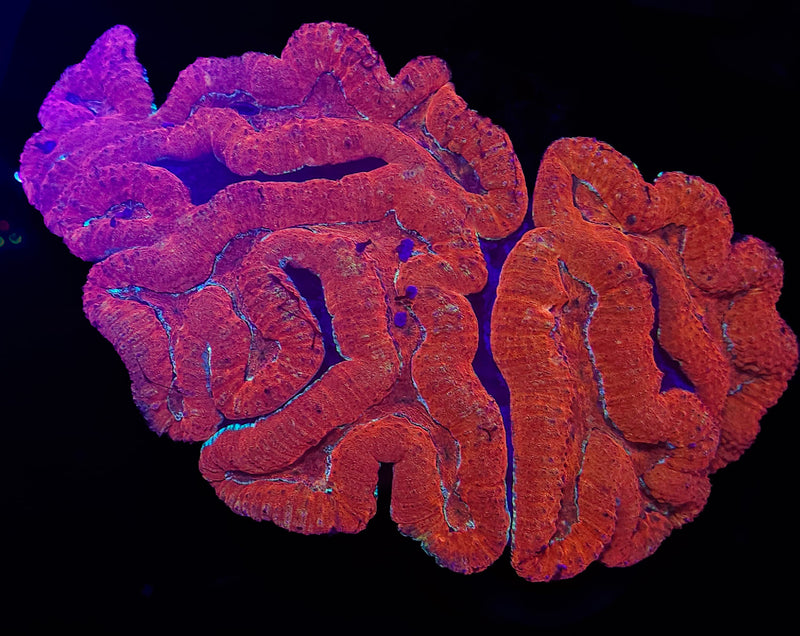 RF Ultra Lobophyllia