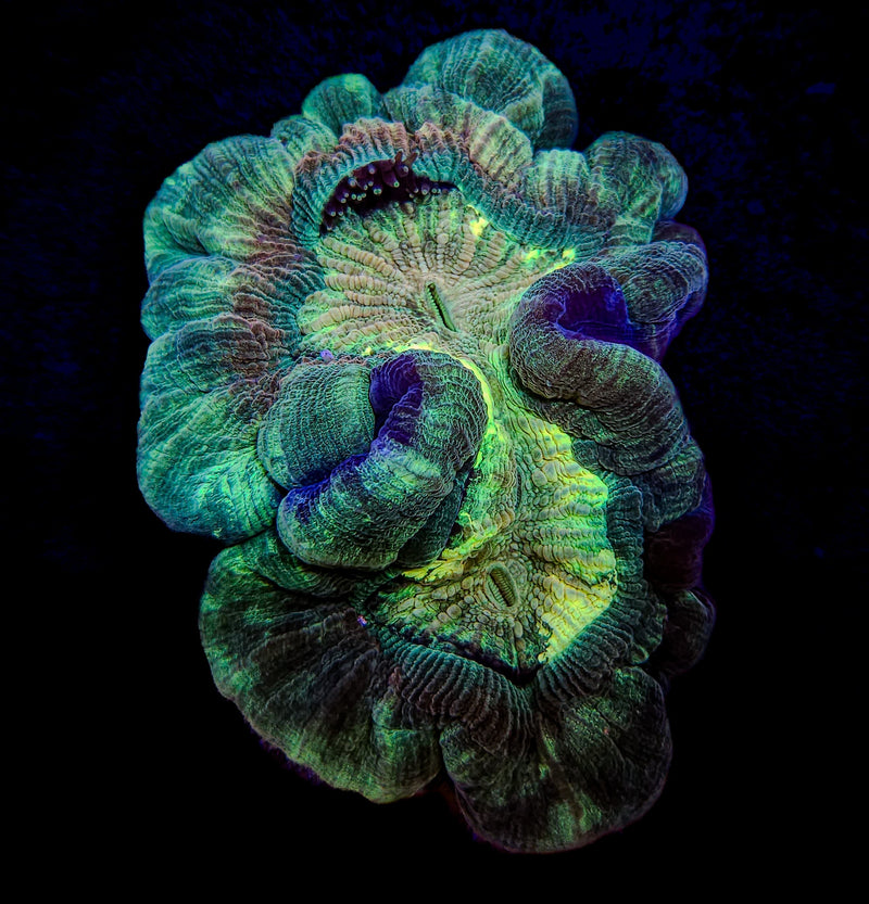 Ultra Trachyphyllia Geoffroryi